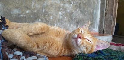 Cute orange kitten fall in sleep photo