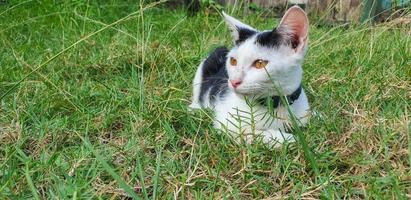 Black and white spotted kitten playing on the grass photo