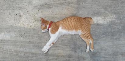 Cat sleep on the concrete floor photo