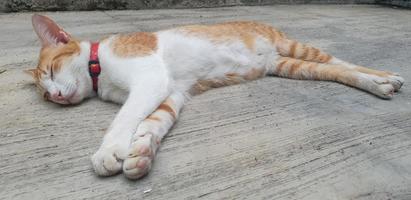 Cat sleep on the concrete floor photo