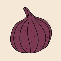 Doodle freehand sketch drawing of fig fruit. vector