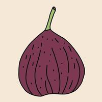 Doodle freehand sketch drawing of fig fruit. vector