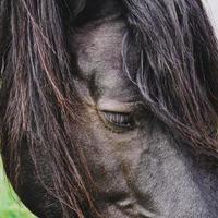 Beautiful black horse portrait photo