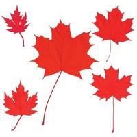 Canada Day maple leaves background. vector