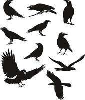 cuervo silueta ilustración de color negro vector
