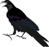 Ilustración de vector de animal pájaro cuervo negro