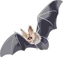 Ilustración de vector de animal mamífero murciélago