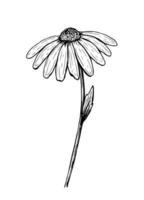 Doodle daisy flower isolated on white background vector