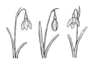 Snowdrops outline set. Vector illustration in line art style