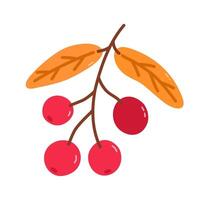 Twig with cranberries and golden leaves vector