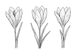 Crocus outline set. Vector hand-drawn illustration in line art style