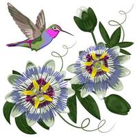 Hummingbird and Passiflora vector