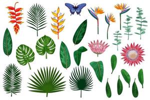 Tropical Vector Elements Collection