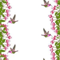 Fuchsia and Hummingbird Seamless Border vector