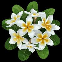 Plumeria Tropical Bouquet vector