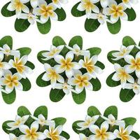 Plumeria Seamless Pattern vector