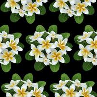 Plumeria Seamless Pattern vector