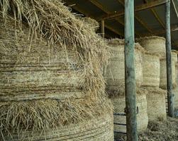 bales of straw ready for winter photo
