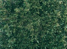 Tropical green leaf background, Dark tone theme photo