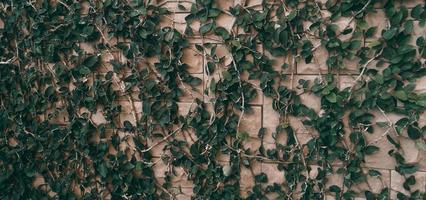 Tropical green ivy  leaf on brick wall background, Dark tone theme photo