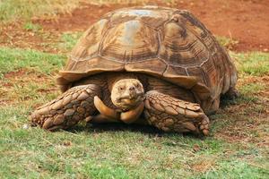 Big brown tortoise in the zoo