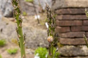 Two asparagus stems and one with a snail on it. photo
