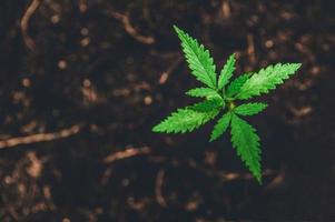 Young Marijuana on dark brown ground background photo