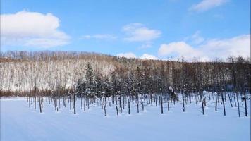 alberi con neve nella stagione invernale a biei blue pond in hokkaido video