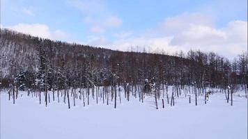 sneeuw in het winterseizoen bij Biei Blue Pond in Hokkaido video