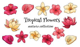 Tropical collection with exotic flowers in cartoon style vector
