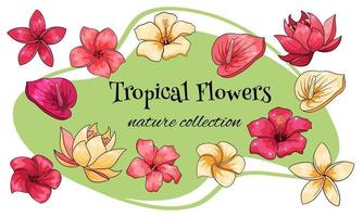 Tropical collection with exotic flowers in cartoon style vector