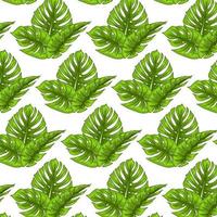 patrón transparente tropical con hojas exóticas en estilo de dibujos animados vector