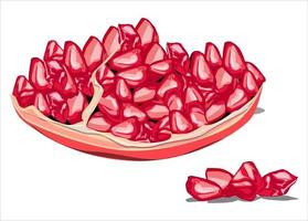 imagen de vector de ilustración de fruta de granada y semillas de granada