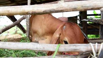 rode koeien die hooi eten in de stal bij de stal. vleeskoeien op de boerderij. video