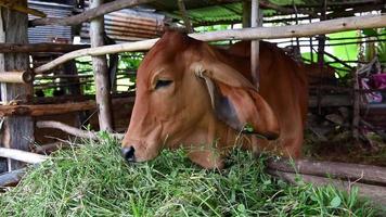 rode koeien die hooi eten in de stal bij de stal. vleeskoeien op de boerderij. video