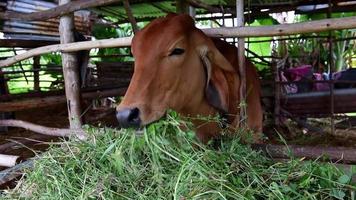 vacas rojas comiendo heno en el establo en el establo. vacas de carne en la granja. video