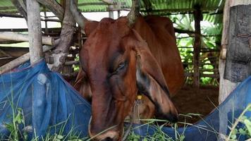 rote kühe essen heu im stall am kuhstall. Fleischkühe auf dem Bauernhof. video