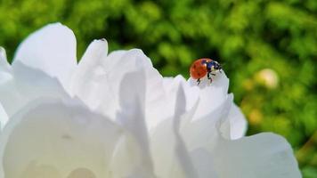 rood lieveheersbeestje op witte bloem. macro-insect in beweging. video