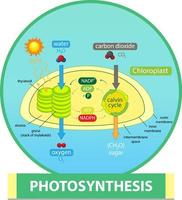 Diagram showing process of photosynthesis in plant vector