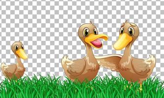 Many ducks cartoon character vector
