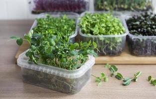 Assortment of micro greens on wooden table photo