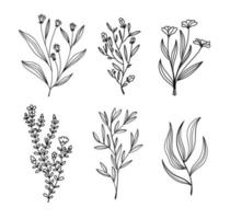 bosquejo de la colección de vectores de flores simples
