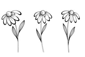 Chamomile, daisy hand drawn vector illustration sketch.