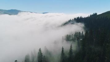 Aerial view of Forest in the clouds video