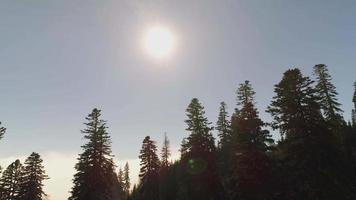 vista aerea di alberi sole e nuvole video