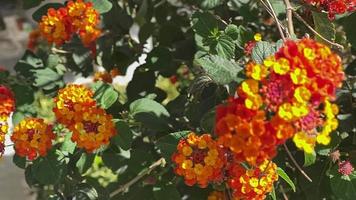 Colorful Autumn Flowers and Leaves video