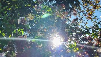 kleurrijke herfstbloemen en bladeren video