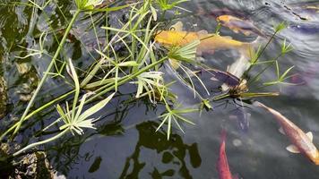 peces de colores en el agua de un lago video