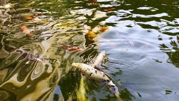 peixes coloridos na água de um lago