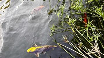 färgglada fiskar i ett sjövatten video